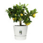 ELHO Pot de fleurs rond Greenville 30 - Extérieur - Ø 29.5 x H 27.8 cm - 71,99 €