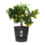 ELHO Pot de fleurs rond Greenville 25 - Extérieur - Ø 24.48 x H 23.31 cm 38,99 €