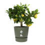 ELHO Pot de fleurs rond Greenville 25 - Extérieur - Ø 24.48 x H 23.31 cm 49,99 €