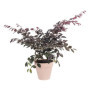 ELHO Pot de fleurs rond avec roues Loft Urban - Ø 40 cm - Fruits rouges 111,99 €