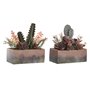 Plante décorative DKD Home Decor 19 x 9 x 22 cm Rose Orange Cactus Feuil 52,99 €