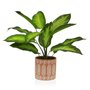 Plante décorative Versa 15 x 48 x 15 cm Ciment Plastique 60,99 €