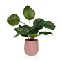 Plante décorative Versa 15 x 44 x 15 Ciment Plastique 55,99 €