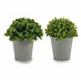 Plante décorative Plastique 13 x 17 x 13 cm (12 Unités) 82,99 €