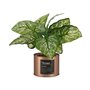 Plante décorative Home Cuivre Cannette (26 x 26 x 26 cm) (6 Unités) 112,99 €