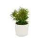 Plante décorative Blanc Vert (14 x 20 x 14 cm) (12 Unités) 117,99 €