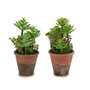 Plante décorative Succulent Plastique 16 x 23 x 16 cm (12 Unités) 139,99 €