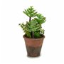 Plante décorative Succulent Plastique 16 x 23 x 16 cm (12 Unités) 139,99 €