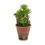 Plante décorative Succulent Plastique 16 x 23 x 16 cm (12 Unités) 139,99 €