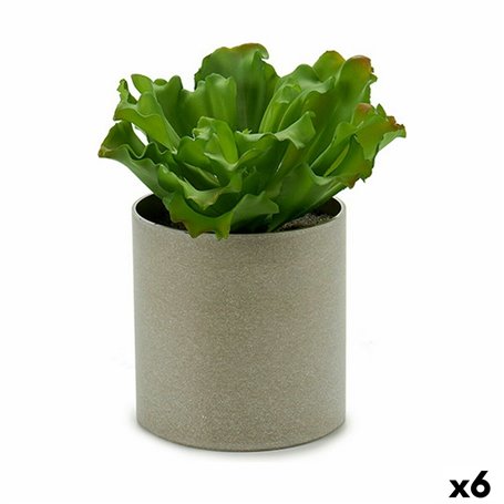 Plante décorative 20 x 25 x 20 cm (6 Unités) 176,99 €