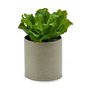 Plante décorative 20 x 25 x 20 cm (6 Unités) 176,99 €