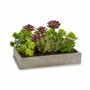 Plante décorative Succulent Plastique Ciment 16,5 x 20 x 28,5 cm (6 Unit 199,99 €