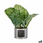 Plante décorative Caladium Métal Plastique 26 x 26 x 26 cm (6 Unités) 112,99 €