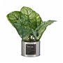 Plante décorative Caladium Métal Plastique 26 x 26 x 26 cm (6 Unités) 112,99 €