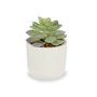 Plante décorative Succulent Plastique 14 x 13,5 x 14 cm (12 Unités) 110,99 €