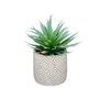 Plante décorative Succulent Bois Plastique 17 x 21 x 17 cm (8 Unités) 106,99 €