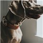 Collier pour Chien Hunter Aalborg Special Cognac (30-38 cm) 41,99 €