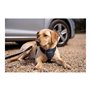 Harnais pour Chien Company of Animals CarSafe Noir L 37,99 €
