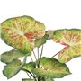 Plante décorative 48 x 46 x 55 cm Rouge Vert PVC 63,99 €