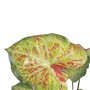 Plante décorative 48 x 46 x 55 cm Rouge Vert PVC 63,99 €