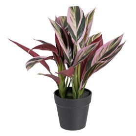 Plante décorative 44 x 39 x 48 cm Rose Vert PVC 59,99 €