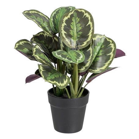 Plante décorative 37 x 37 x 41 cm Vert PVC 55,99 €