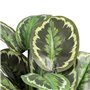 Plante décorative 37 x 37 x 41 cm Vert PVC 55,99 €