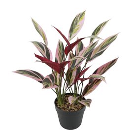 Plante décorative 43 x 40 x 55 cm Vert Oiseaux de paradis 172,99 €