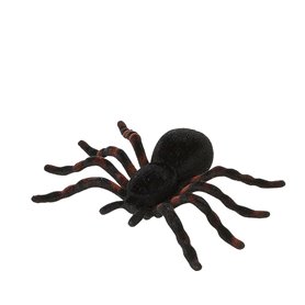 Araignée Noir (4 Unités)