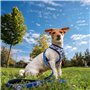 Harnais pour Chien Stitch S/M Bleu foncé