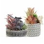 Plante décorative DKD Home Decor Cactus Résine Polyéthylène 11 x 11 x 