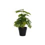 Plante décorative DKD Home Decor PVC polypropylène 20 x 20 x 30 cm