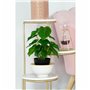 Plante décorative DKD Home Decor PVC polypropylène 20 x 20 x 30 cm