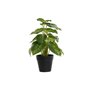 Plante décorative DKD Home Decor PVC polypropylène 20 x 20 x 30 cm