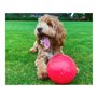 Jouet pour chien Company of Animals Boomer Bleu (200mm)