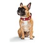 Collier pour Chien Hunter Swiss Rouge/Noir (35-39.5 cm)