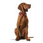 Collier pour Chien Hunter Swiss Rouge/Noir (38-43.5 cm)