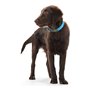 Collier pour Chien Hunter Convenience Turquoise