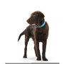 Collier pour Chien Hunter Convenience Turquoise (38-46 cm)