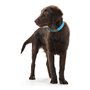 Collier pour Chien Hunter Convenience Turquoise (42-50 cm)