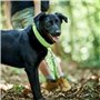 Collier pour Chien Hunter Plus Fil Taille XL Citron (45-70 cm)