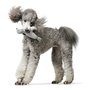 Jouet pour chien Hunter Skagen Gris Phoque