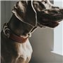 Collier pour Chien Hunter Aalborg Special Cognac (36-44 cm)