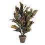 Plante décorative Mica Decorations Croton Vert PVC (73 x 40 cm)