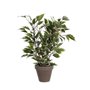 Plante décorative Mica Decorations 4 x 11,5 cm Céramique PVC Ficus