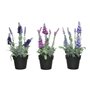 Plante décorative 25 cm PVC Lavande