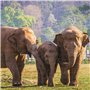 Puzzle Colorbaby Elephant 500 Pièces 6 Unités 61 x 46 x 0,1 cm