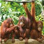 Puzzle Colorbaby Orangutan 6 Unités 68 x 50 x 0,1 cm
