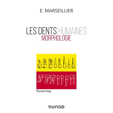 Les dents humaines - Morphologie