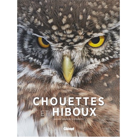 Chouettes et hiboux